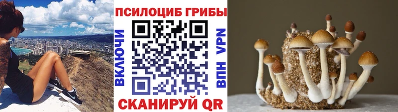 ОМГ ОМГ tor  Елабуга  Псилоцибиновые грибы GOLDEN TEACHER 
